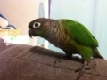 [Conure][ウロコインコ]