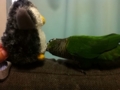 [Conure][ウロコインコ]
