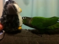 [Conure][ウロコインコ]