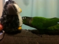 [Conure][ウロコインコ]