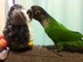 [Conure][ウロコインコ]