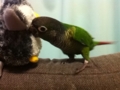 [Conure][ウロコインコ]