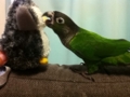 [Conure][ウロコインコ]
