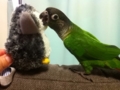 [Conure][ウロコインコ]