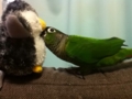 [Conure][ウロコインコ]