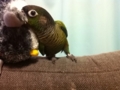[Conure][ウロコインコ]