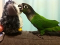 [Conure][ウロコインコ]