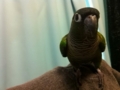 [Conure][ウロコインコ]