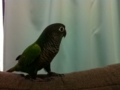 [Conure][ウロコインコ]
