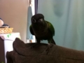 [Conure][ウロコインコ]