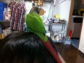 [Conure][ウロコインコ]