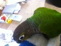 [Conure][ウロコインコ]