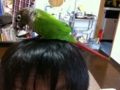 [Conure][ウロコインコ]