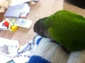 [Conure][ウロコインコ]