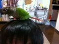 [Conure][ウロコインコ]