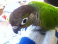 [Conure][ウロコインコ]