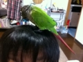 [Conure][ウロコインコ]