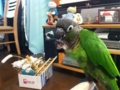 [Conure][ウロコインコ]