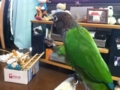 [Conure][ウロコインコ]