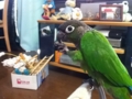 [Conure][ウロコインコ]