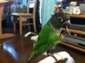 [Conure][ウロコインコ]