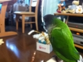 [Conure][ウロコインコ]