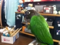 [Conure][ウロコインコ]
