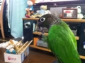 [Conure][ウロコインコ]