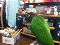[Conure][ウロコインコ]