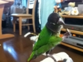 [Conure][ウロコインコ]