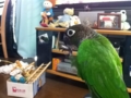 [Conure][ウロコインコ]