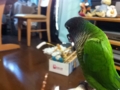[Conure][ウロコインコ]
