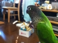 [Conure][ウロコインコ]