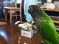 [Conure][ウロコインコ]