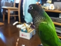 [Conure][ウロコインコ]