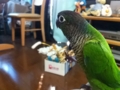 [Conure][ウロコインコ]