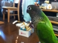 [Conure][ウロコインコ]