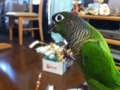 [Conure][ウロコインコ]