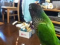 [Conure][ウロコインコ]