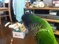 [Conure][ウロコインコ]