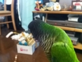 [Conure][ウロコインコ]