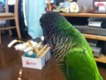 [Conure][ウロコインコ]