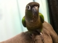 [Conure][ウロコインコ]