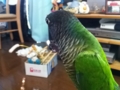[Conure][ウロコインコ]