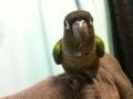 [Conure][ウロコインコ]
