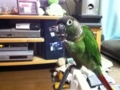 [Conure][ウロコインコ]