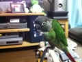 [Conure][ウロコインコ]