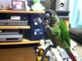 [Conure][ウロコインコ]