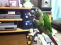 [Conure][ウロコインコ]