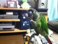[Conure][ウロコインコ]